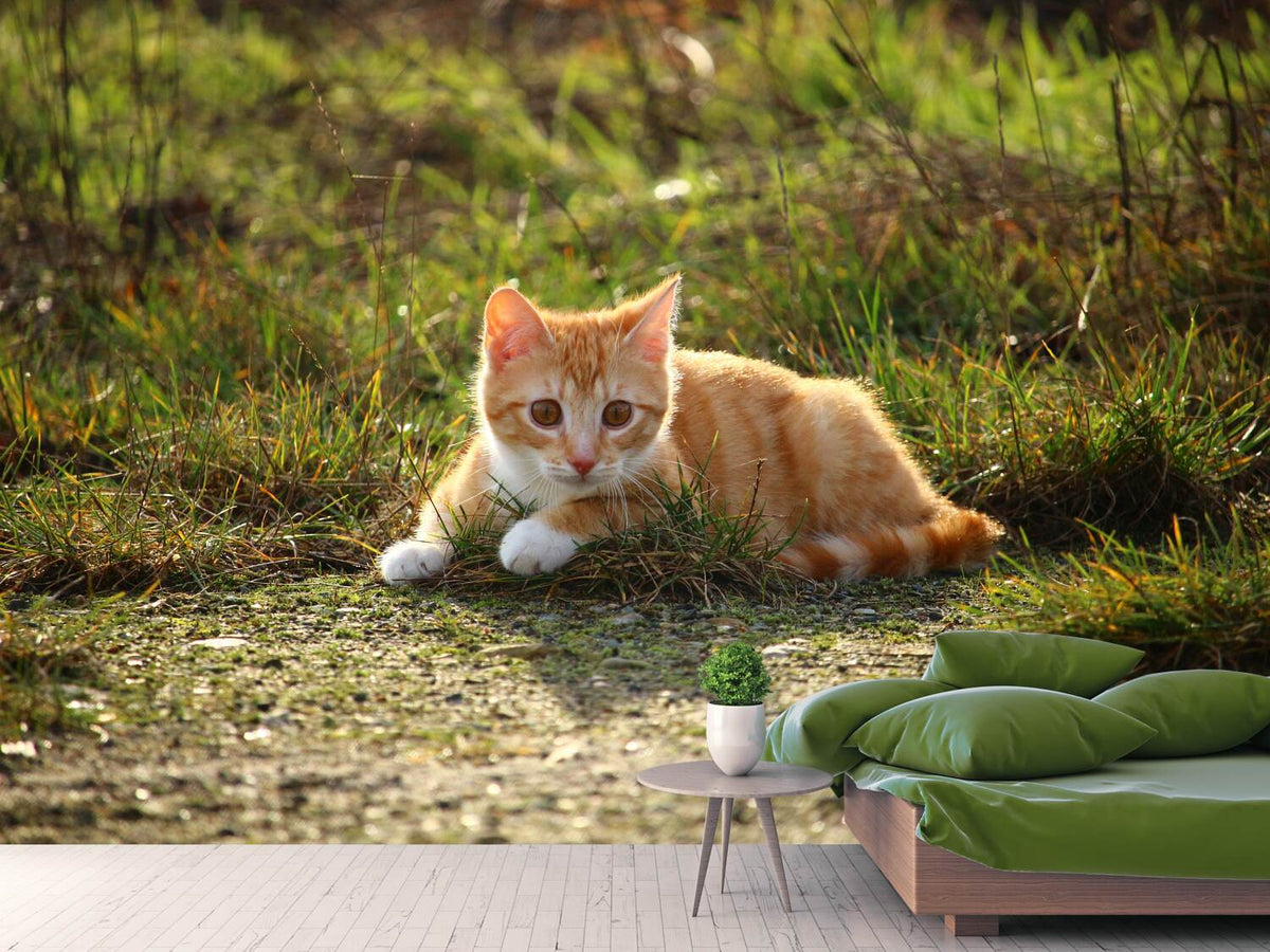 photo-wallpaper-kitten-in-nature