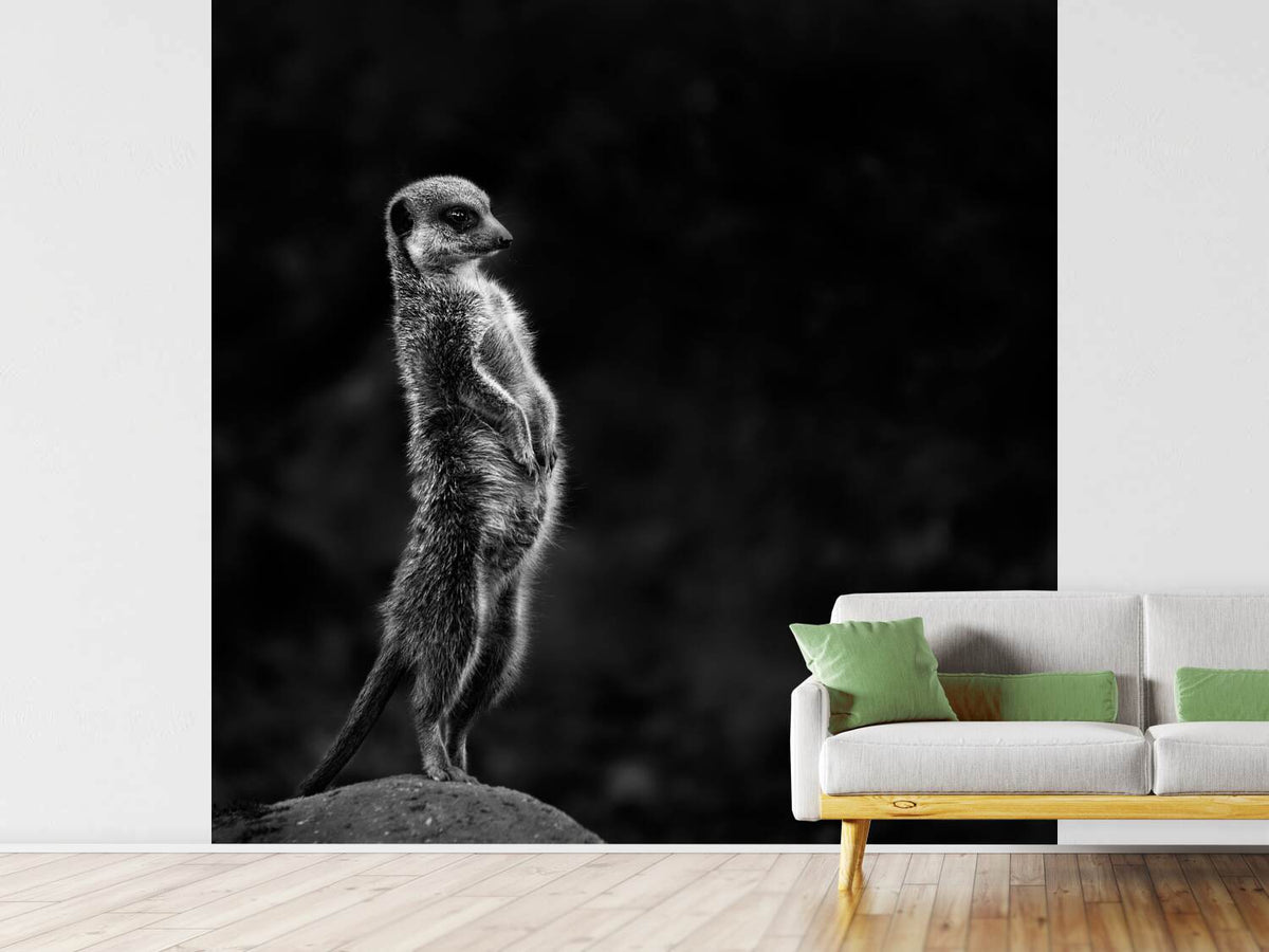 photo-wallpaper-the-meerkat