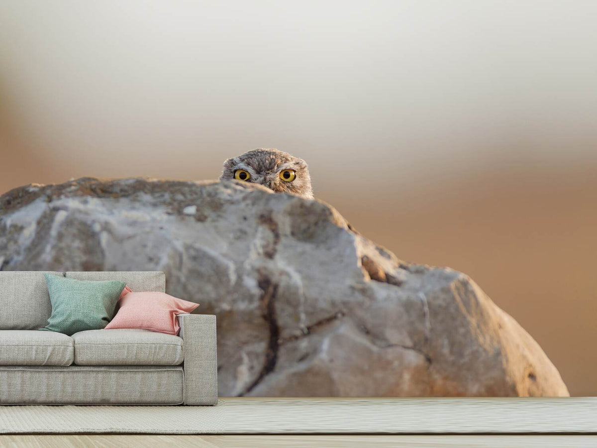 photo-wallpaper-little-owl