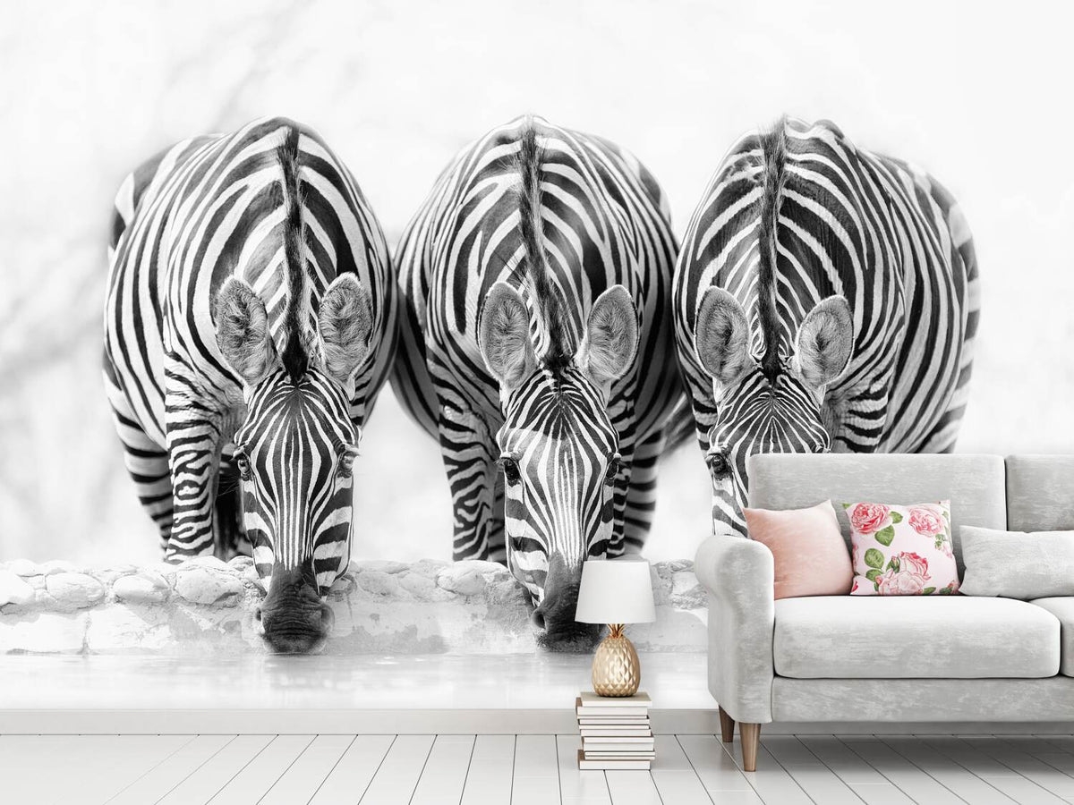 photo-wallpaper-zebras-xbj