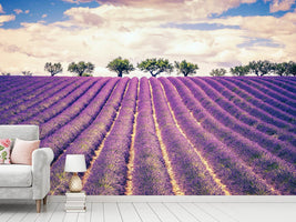 photo-wallpaper-the-lavender-field-ii