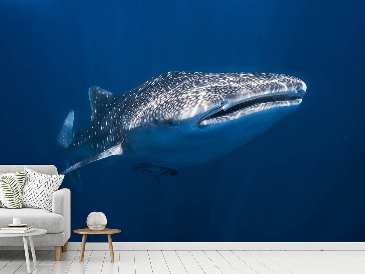 photo-wallpaper-whale-shark