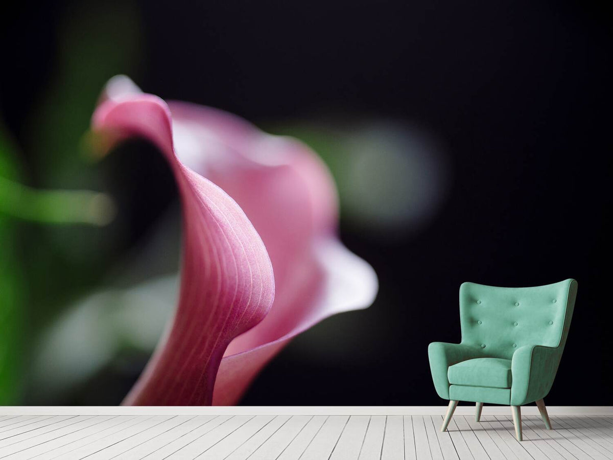 photo-wallpaper-calla-in-purple