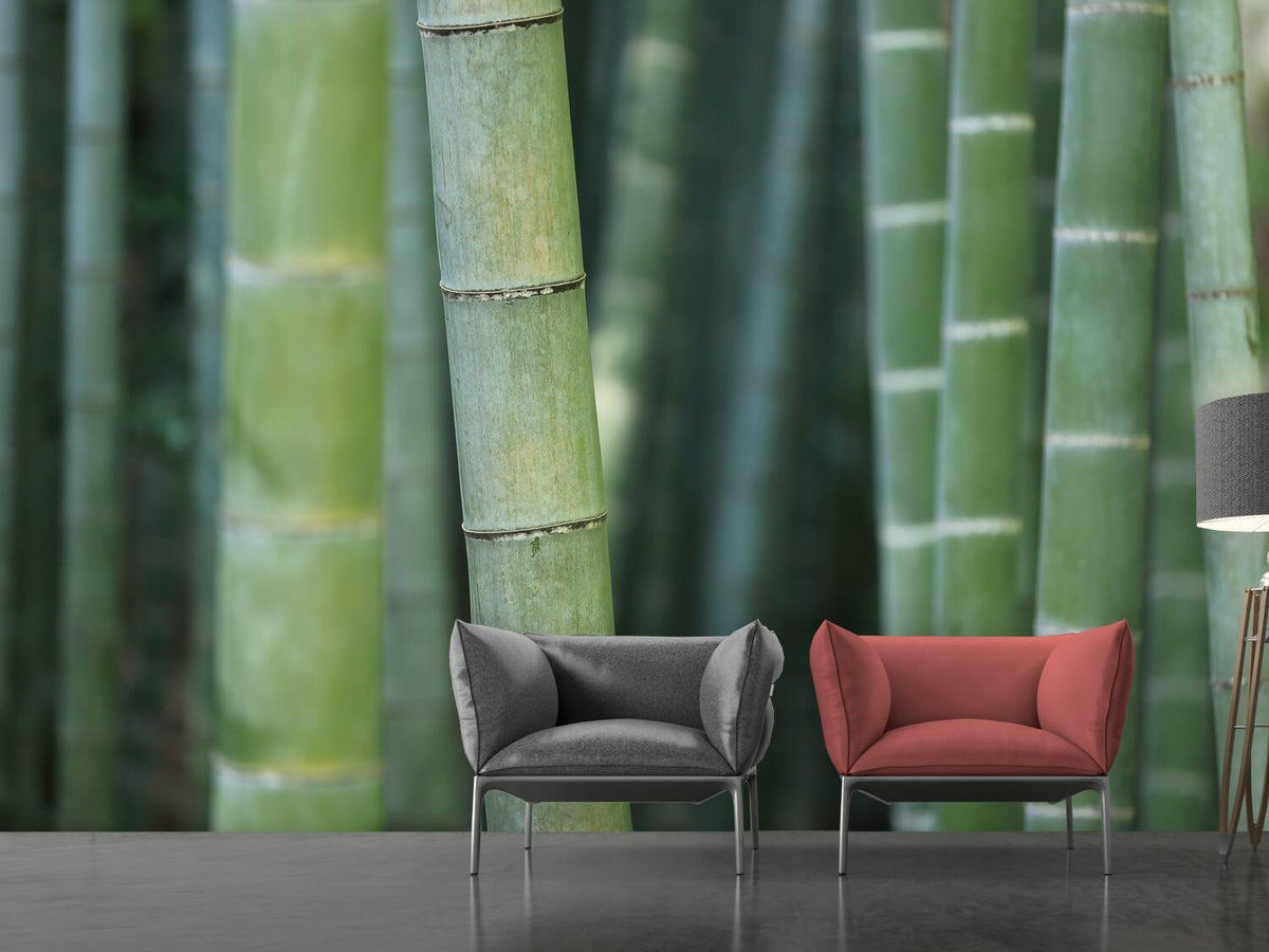 photo-wallpaper-bamboo-in-xxl