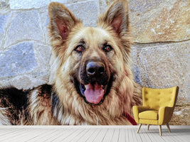 photo-wallpaper-the-german-shepherd