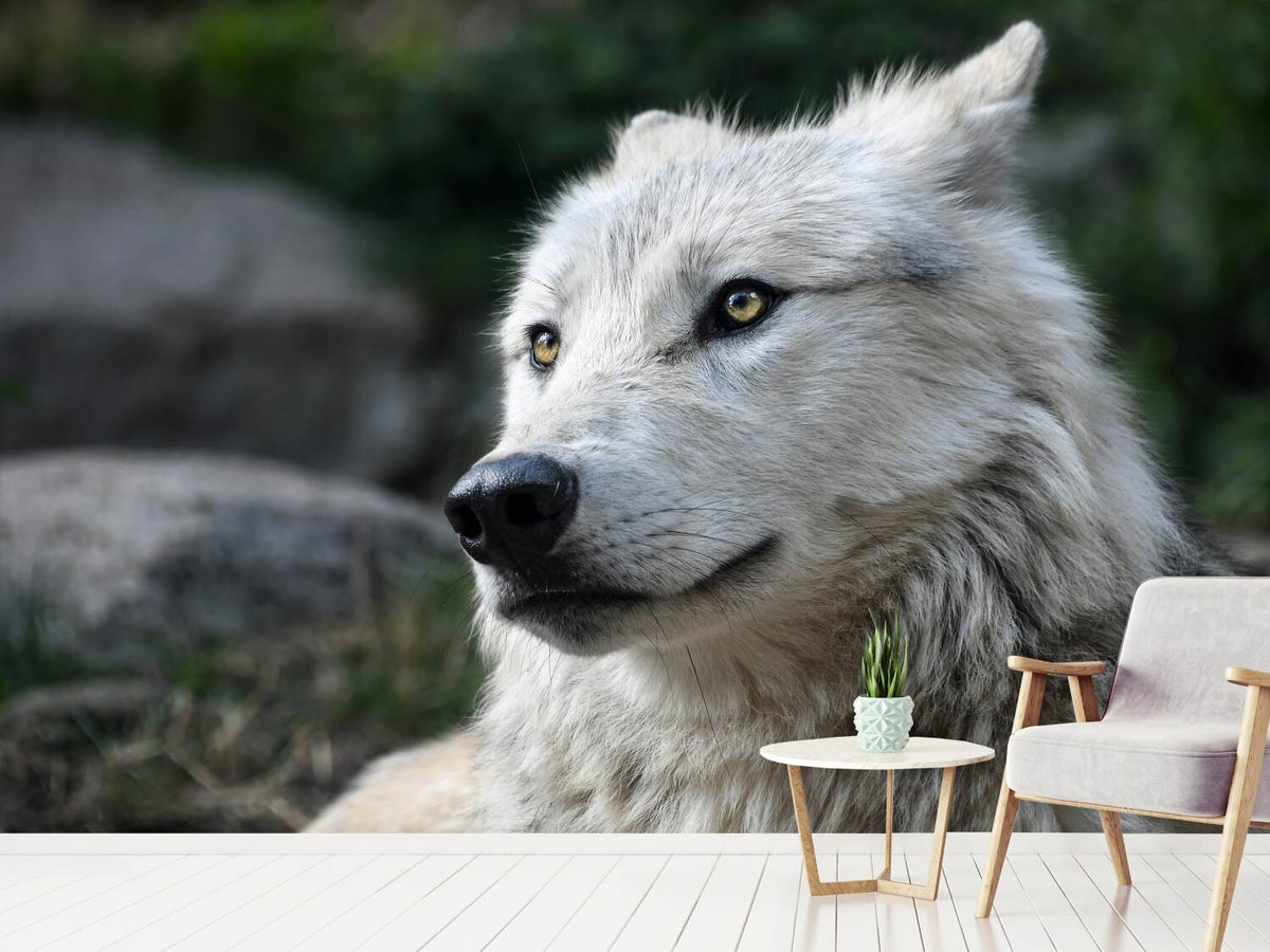 photo-wallpaper-the-lonely-wolf