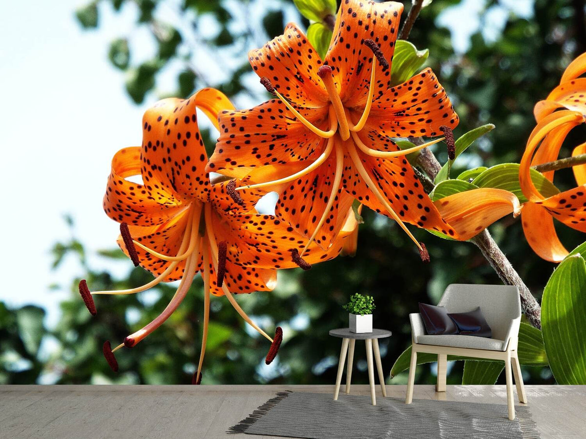 photo-wallpaper-the-wild-tiger-lilies