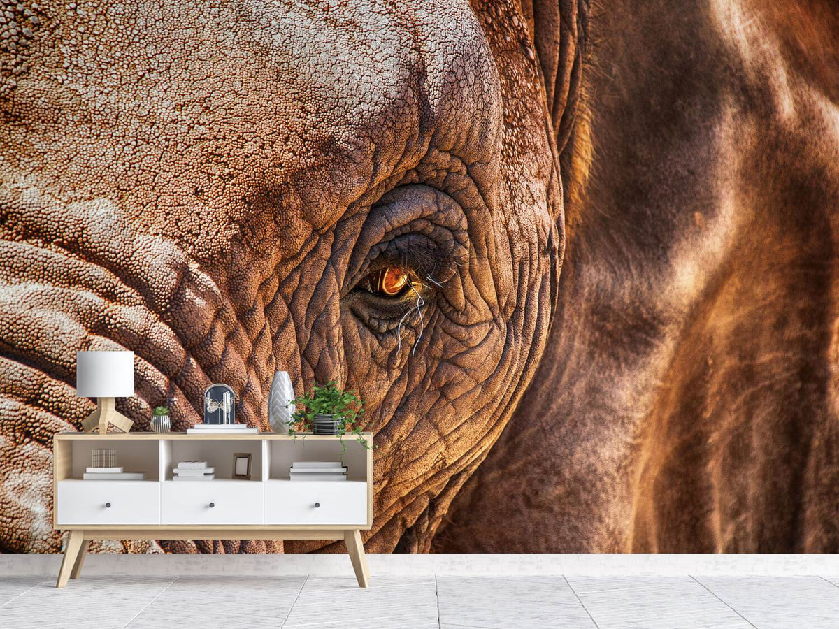 photo-wallpaper-the-look-of-the-elephant