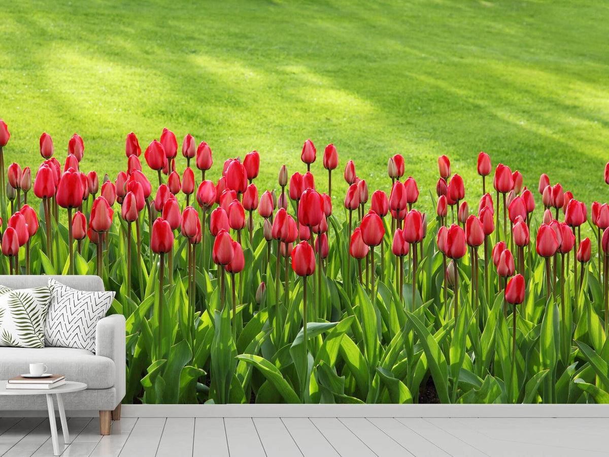 photo-wallpaper-red-tulip-field-in-the-sunlight