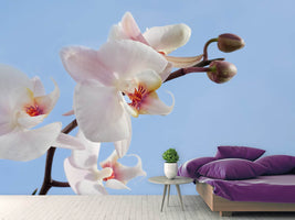 photo-wallpaper-orchid-in-the-sky