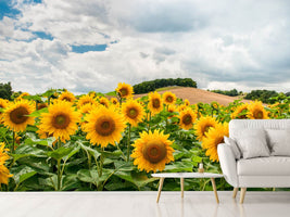 photo-wallpaper-landscape-with-sunflowers