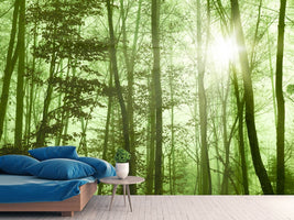 photo-wallpaper-nibelungen-forest