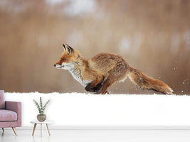 photo-wallpaper-red-fox-xmv