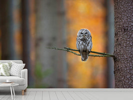 photo-wallpaper-tawny-owl-x