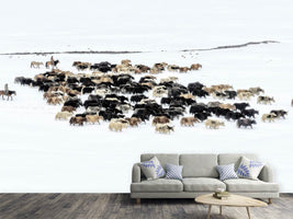 photo-wallpaper-yaks-in-snow