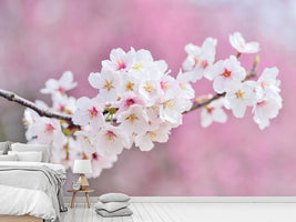 photo-wallpaper-cherry-blossoms-xxl