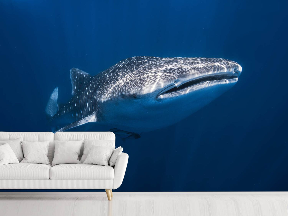 photo-wallpaper-whale-shark