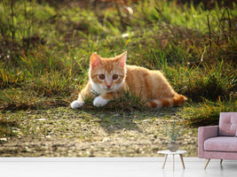 photo-wallpaper-kitten-in-nature