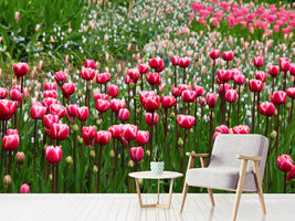 photo-wallpaper-wild-tulip-field