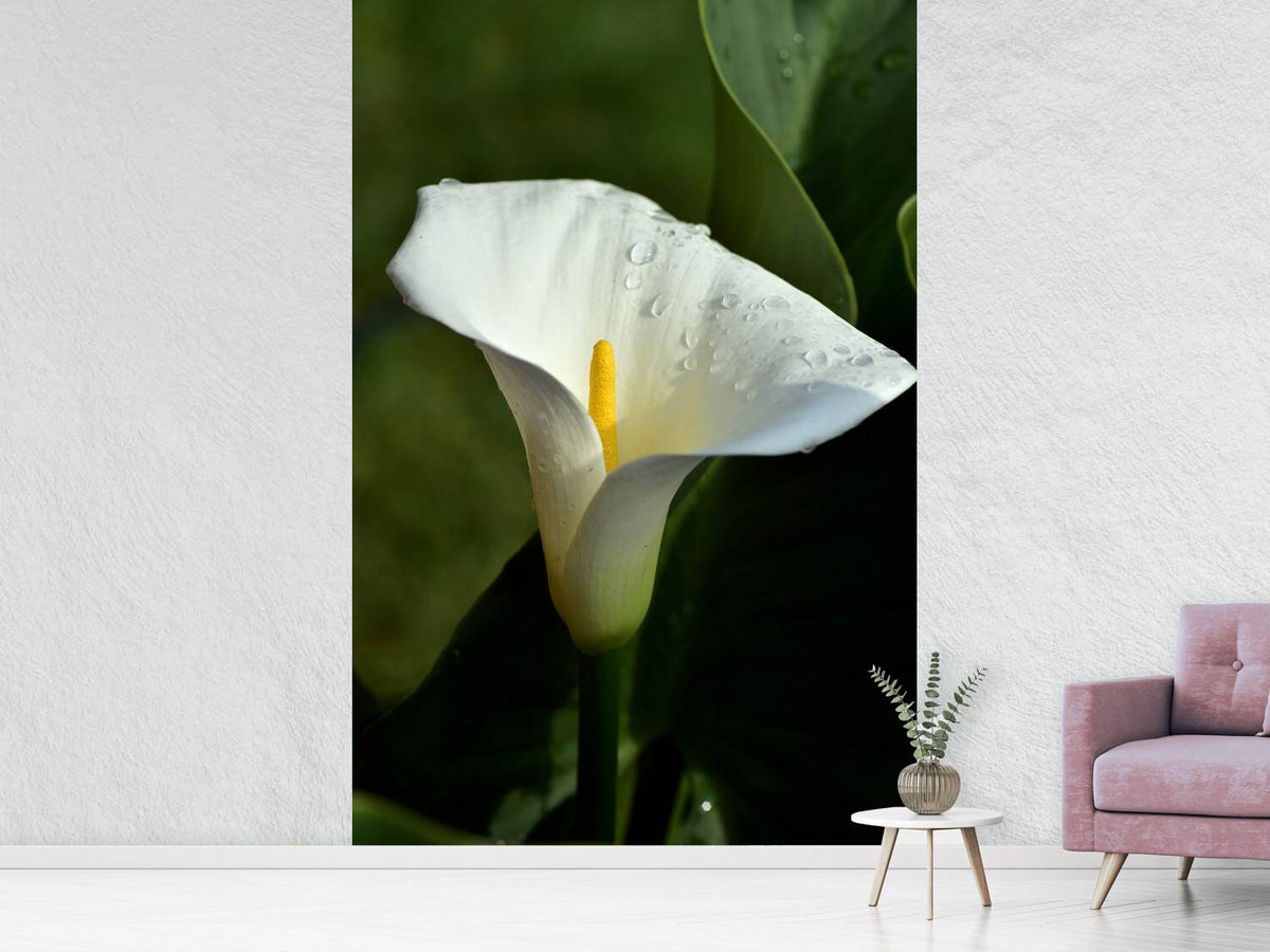 photo-wallpaper-white-calla-with-morning-dew