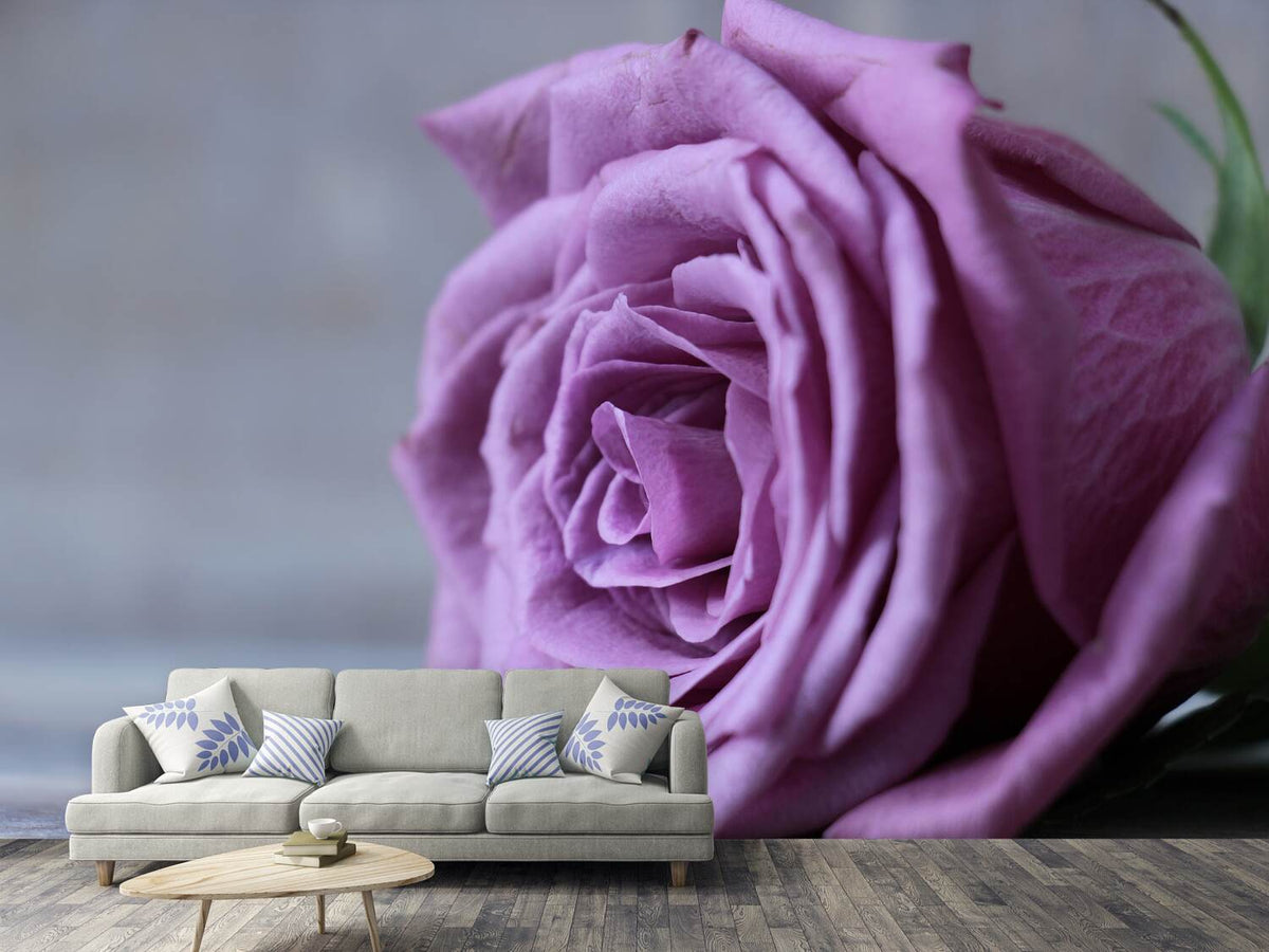 photo-wallpaper-rose-in-purple-xxl