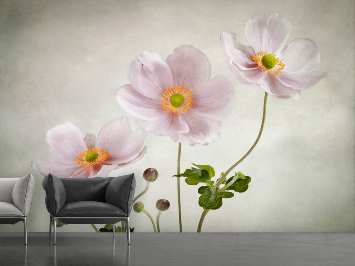 photo-wallpaper-anemones-ii