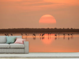 photo-wallpaper-flamingos-at-sunrise-x