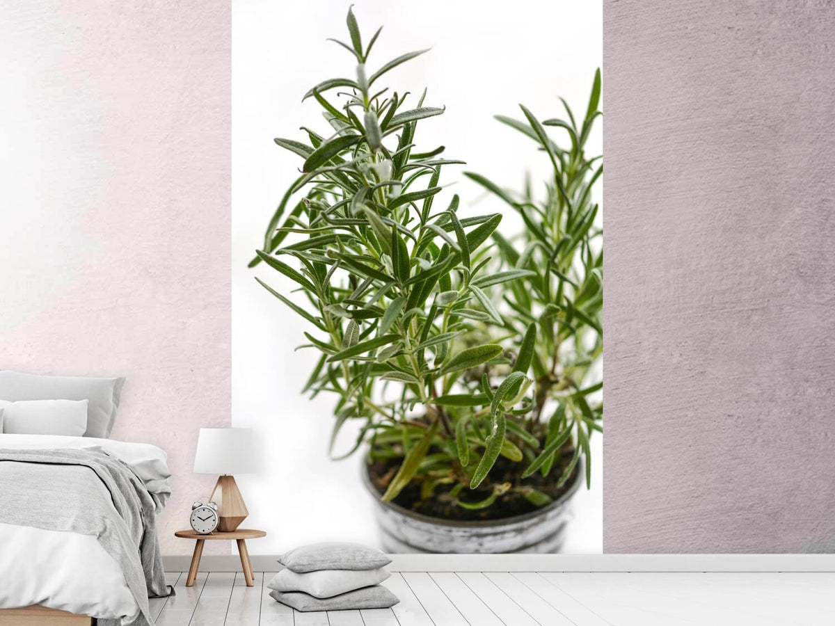 photo-wallpaper-rosemary-in-the-pot