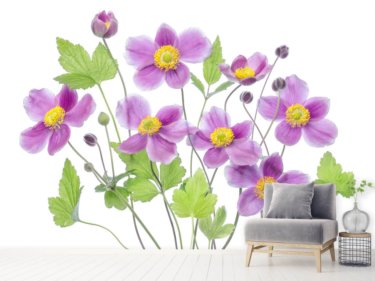 photo-wallpaper-anemone-hadspen-abundance-x