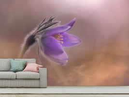 photo-wallpaper-pulsatilla-vulgaris