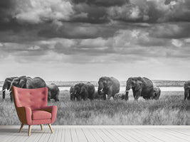 photo-wallpaper-elephant-family-xip