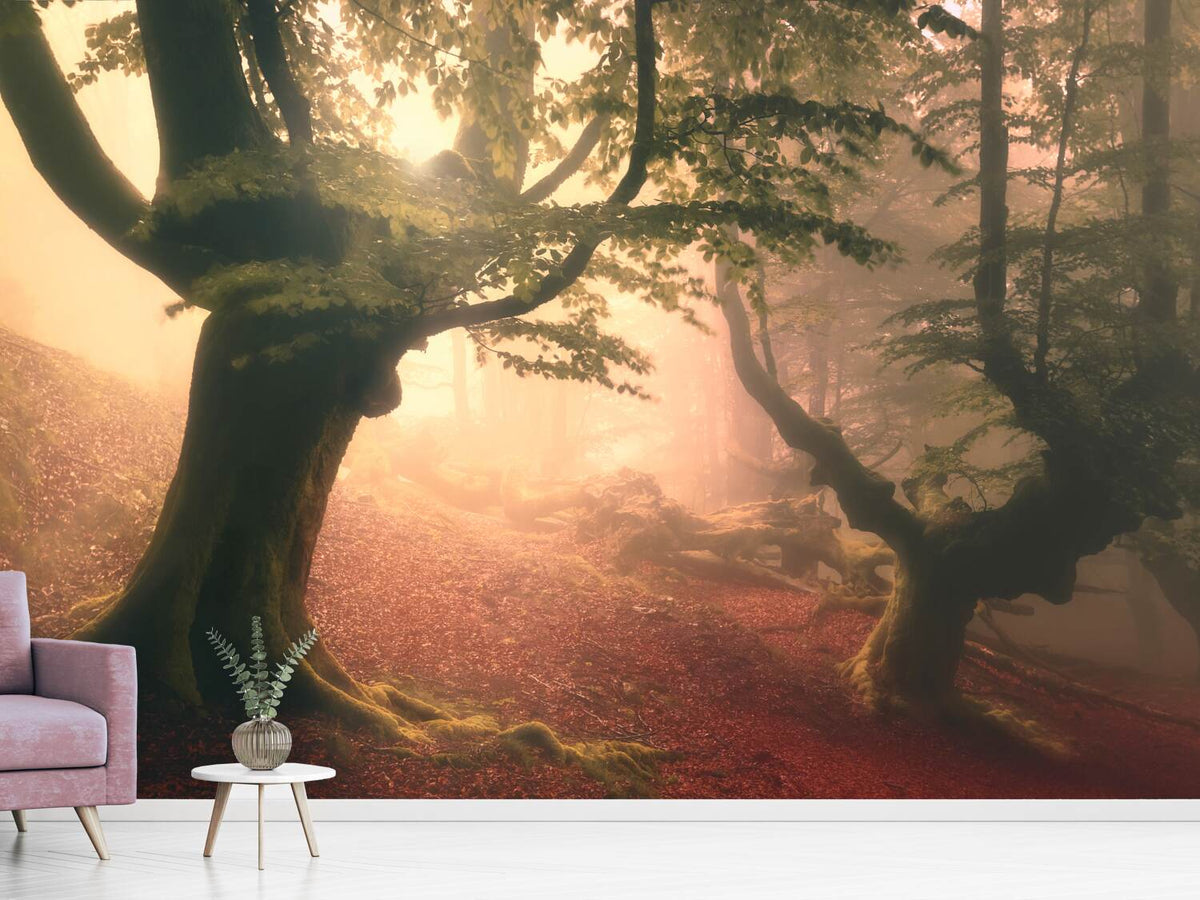 photo-wallpaper-fangorn-forest-x