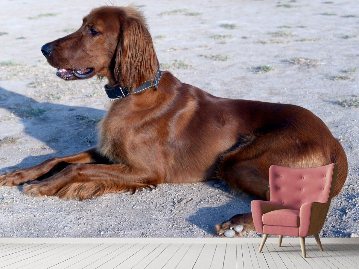 photo-wallpaper-elegant-irish-setter