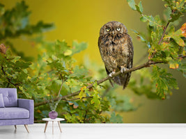 photo-wallpaper-eurasian-scops-owl