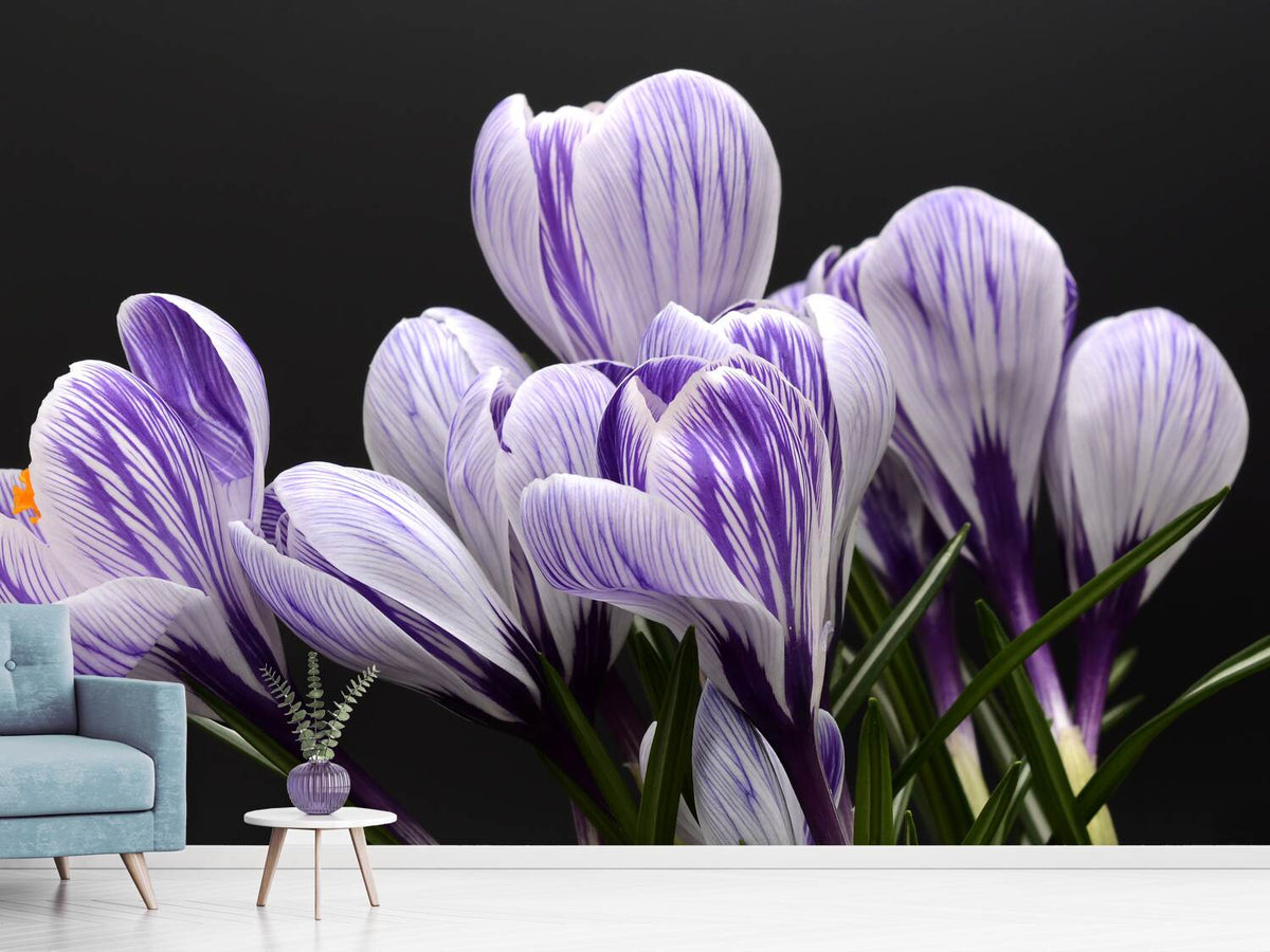 photo-wallpaper-the-crocus