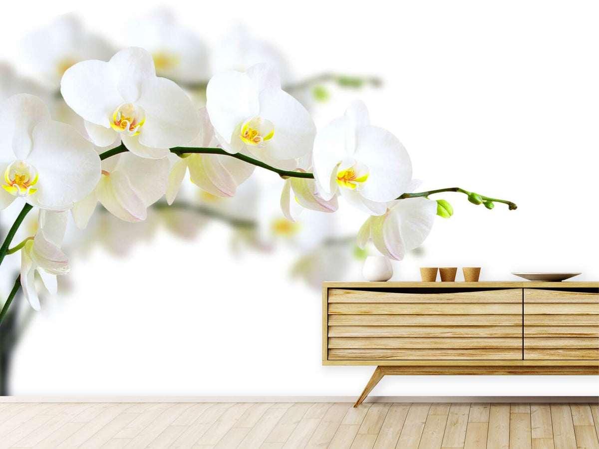 photo-wallpaper-white-orchids