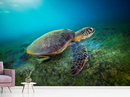 photo-wallpaper-green-turtle