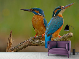 photo-wallpaper-kingfisher