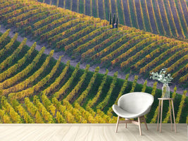 photo-wallpaper-vineyards-x