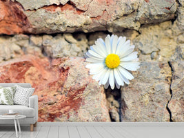 photo-wallpaper-flower-in-the-wall