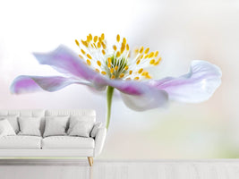 photo-wallpaper-wood-anemone