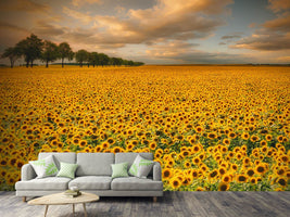 photo-wallpaper-sunflowers