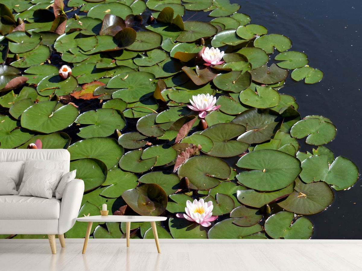 photo-wallpaper-white-water-lilies-in-the-pond