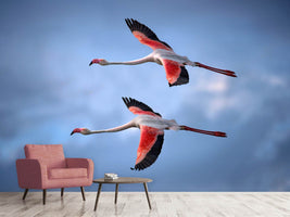 photo-wallpaper-greater-flamingos-x