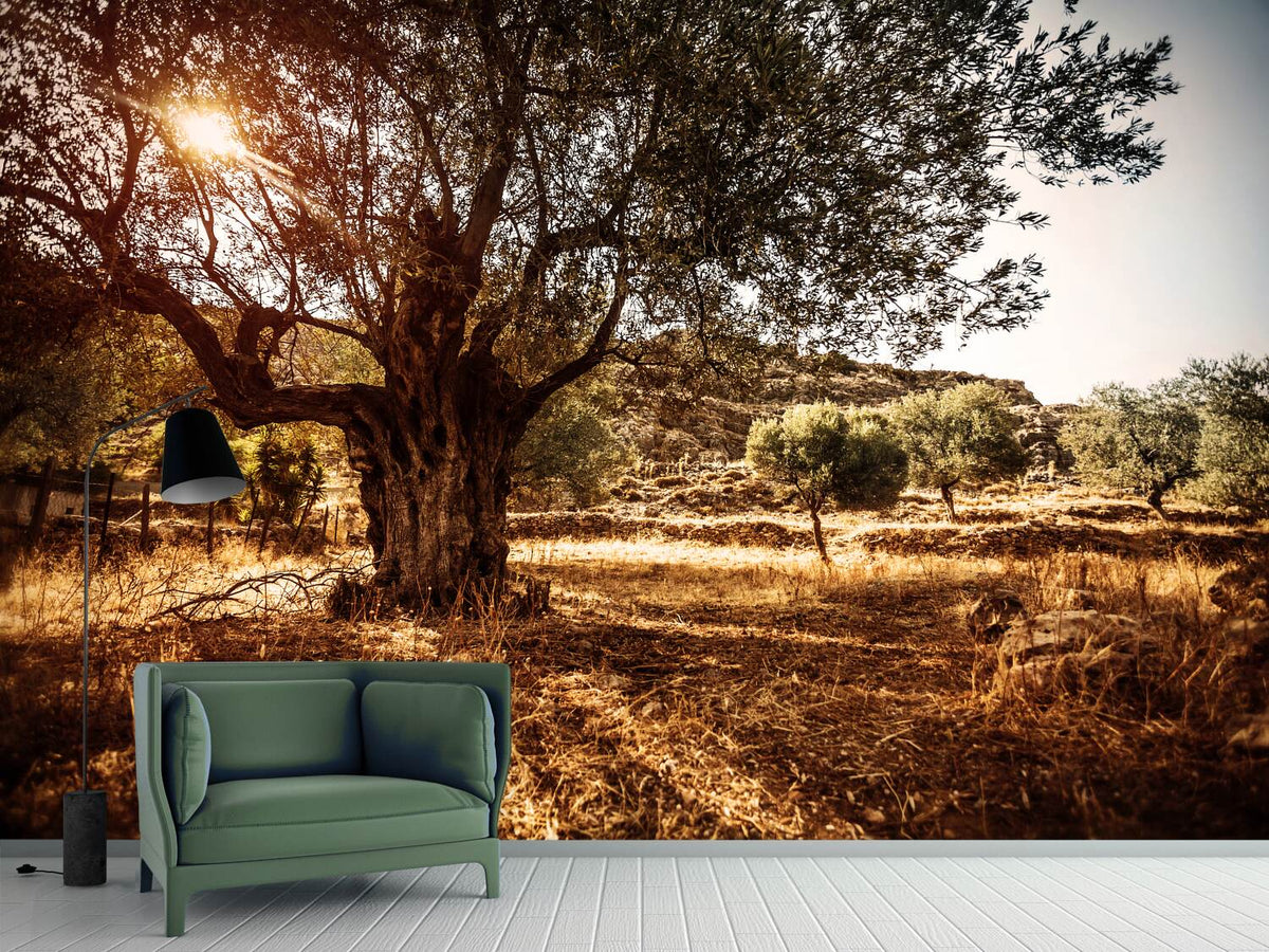 photo-wallpaper-olive-grove