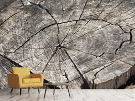 photo-wallpaper-the-tree-rings