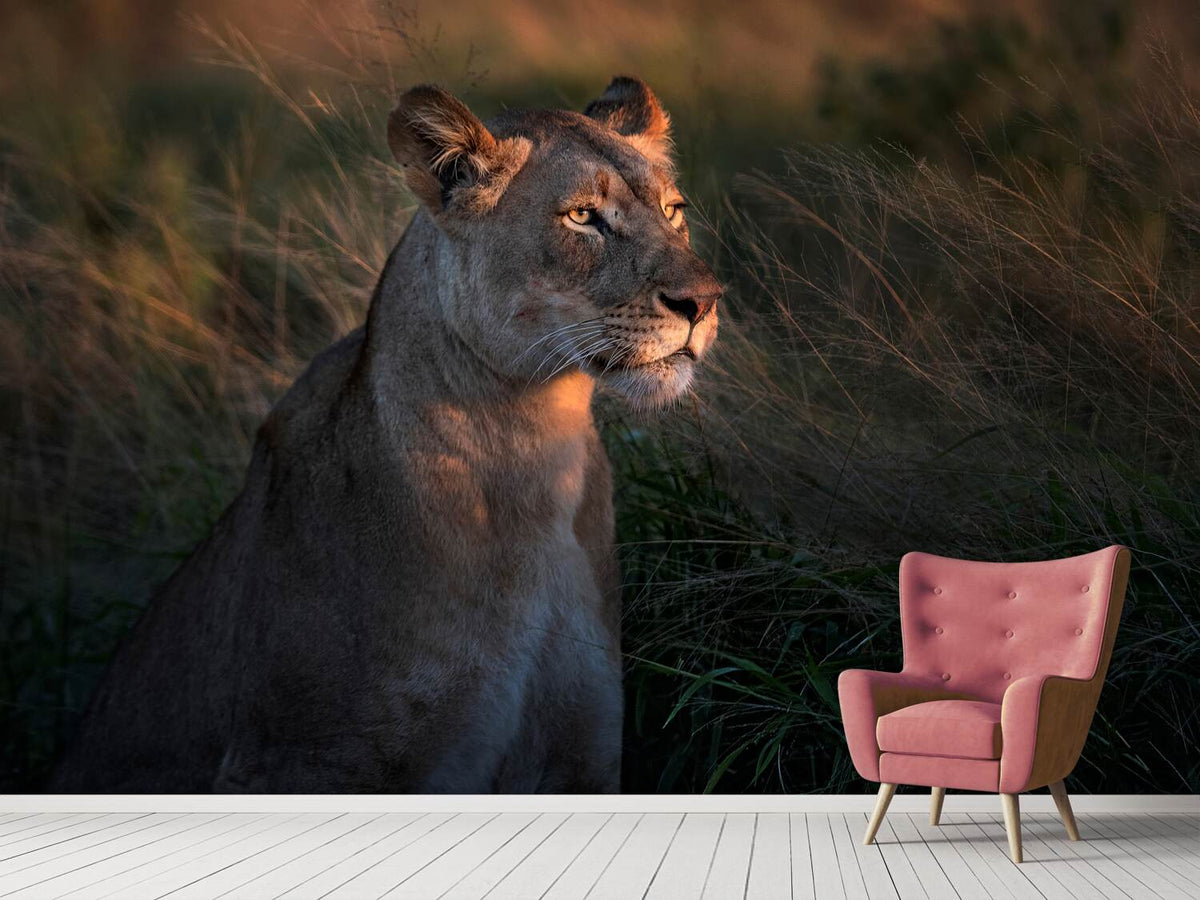 photo-wallpaper-lioness-at-first-day-ligth-x