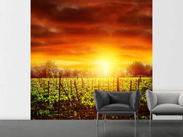 photo-wallpaper-the-vineyard-at-sunset