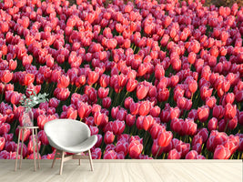 photo-wallpaper-lush-tulip-field