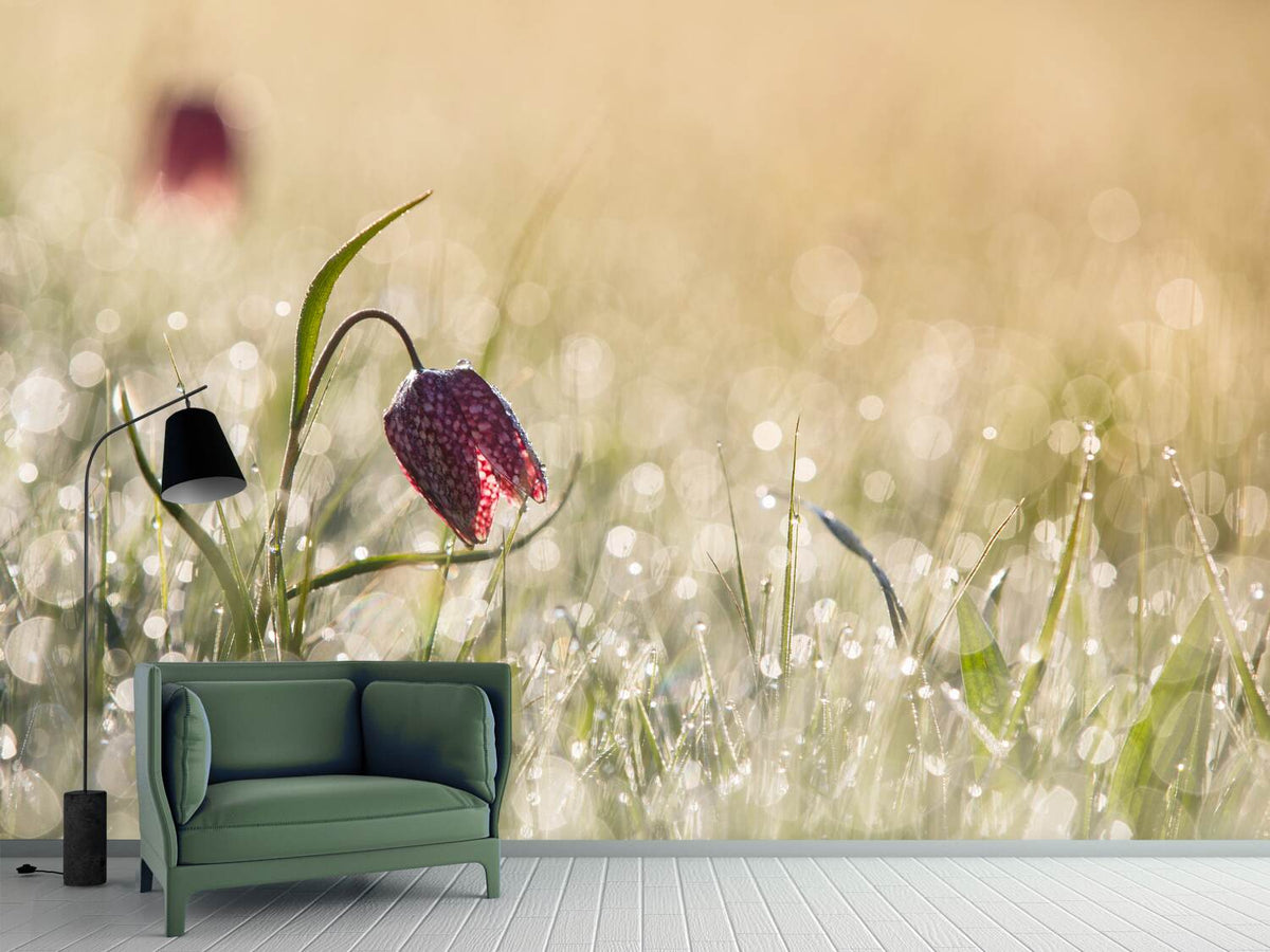 photo-wallpaper-morningdew